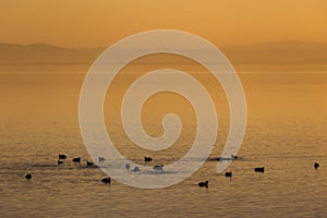 Beautiful view of a lake at sunset, with orange tones and birds on water