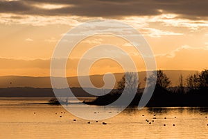 Beautiful view of a lake at sunset, with orange tones, birds on water and trees