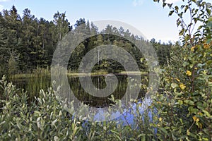 Beautiful view of the lake surrounded by forest trees