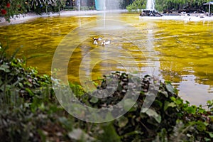 Beautiful view of lake with yellowish water surrounded by trees