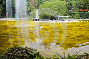 Beautiful view of lake with yellowish water surrounded by trees