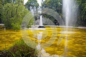 Beautiful view of lake with yellowish water surrounded by trees