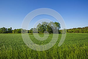 Beautiful view of landscape with green fields, green forest trees and blue sky.