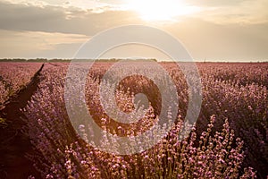 Beautiful view with a beautiful lavender field on sunset