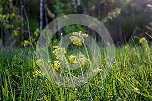 Beautiful view of the lawn with yellow flowers of the cowslip