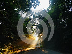 Beautiful view of light rays of the sun coming in a deep forest