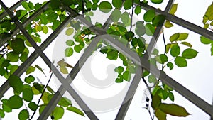 Beautiful view of light shining through summer leaves of oak tree in forest. Lush, bright green leaves on blue sky