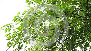 Beautiful view of light shining through summer leaves of oak tree in forest. Lush, bright green leaves on blue sky