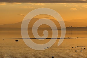 Beautiful view of a lTrasimeno ake at sunset, with orange tones and birds flying and on water, Castiglione del Lago town