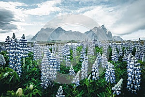 Beautiful view of lupine flowers on sunny day. Location Stokksnes cape, Vestrahorn, Iceland, Europe