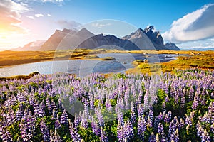 Beautiful view of lupine flowers on sunny day. Location Stokksnes cape, Vestrahorn, Iceland, Europe