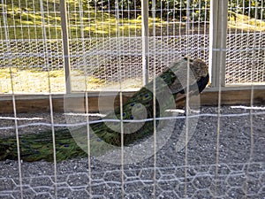 Beautiful view of a male peacock, his long colorful tail feathers spread out behind him, moving about in an outdoor barn