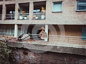 Beautiful view of mallards on a brick structure.