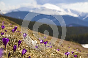 Beautiful view of marvelous blooming amazing first bright violet