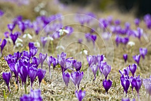 Beautiful view of marvelously blooming violet crocuses in the Carpathian mountains valley on bright spring morning. Ecology proble
