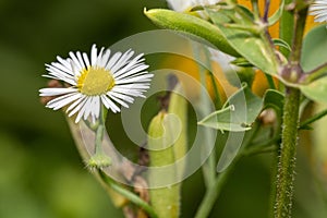 Beautiful view of a Mayweed in the garden