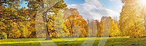 Beautiful view of the meadow with trees on it in autumnal park in sunny day.