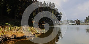 beautiful view of mirik lake surrounded by pine forest, located on himalaya mountains foothills near darjeeling