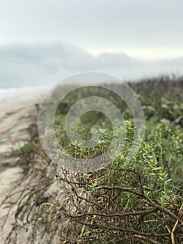 Beautiful view of misty Canaveral National Seashore in Florida