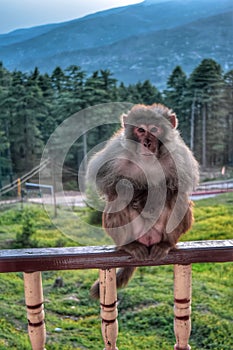 Beautiful view of the monkey