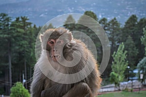 Beautiful view of the monkey