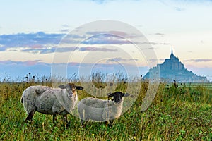 Beautiful view of Mont Saint Michel abbey on the island with sheep on the field, Normandy, Northern France