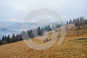 Beautiful view with morning fog in early spring, in Carpathian mountains, in Transylvania, Romania photo