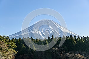 View of Mount Fuji with a beautiful foreground of green pine trees, Japan.