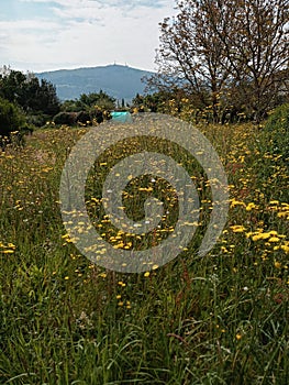 beautiful view of a mountain from a field in spring Cantabria photo