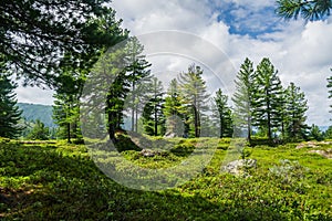 Beautiful view on mountain range, evergreen trees and green grass field with pathway during summer day in national park