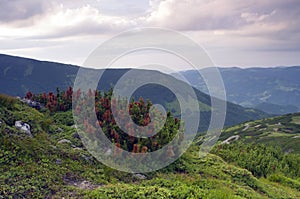 Beautiful view from mountains