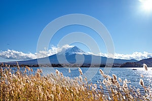 Beautiful view Mt.Fuji with snow capped, blue sky and gold mesdow grass in the wind at Kawaguchiko lake, Japan.