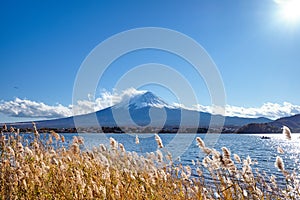 Beautiful view Mt.Fuji with snow capped, blue sky and gold mesdow grass in the wind at Kawaguchiko lake, Japan. photo