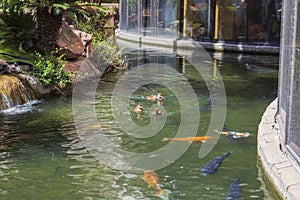 Beautiful view of multitude of vibrant koi and large carp swim in the pond.