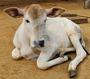 It is a beautiful  cattle