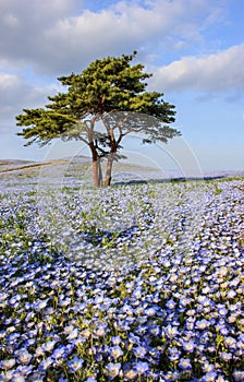 Beautiful view of nemophila baby blue eyes flowers at Seaside Park, Ibaraki