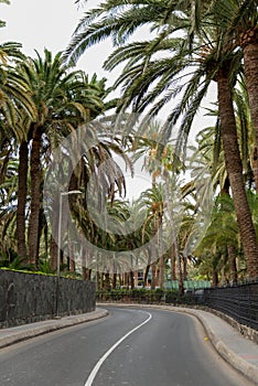 Beautiful view of new road among many palms on Island