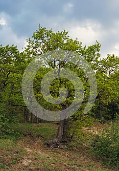 Beautiful view of the oaks growing on hillside