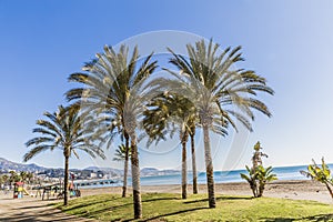 Beautiful view of an oasis with green grass and palm trees on the beach