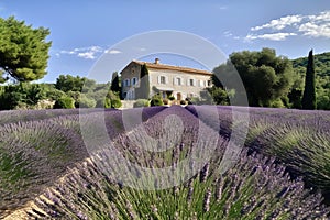 Beautiful view of old house in Provence on a bright sunny day with a lavender field in the foreground.Generative AI