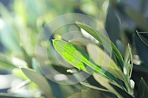 Beautiful view of a olive tree leaf