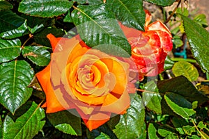 Orange hybrid tea rose garden closeup