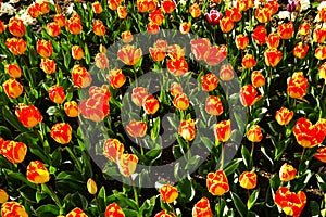 Beautiful view of orange tulips under sunlight growing on the field