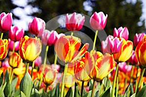 Beautiful view of orange tulips under sunlight growing on the field