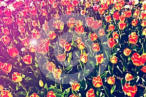 Beautiful view of orange tulips under sunlight growing on the field