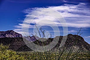 Beautiful View of Organ Pipe National Monument