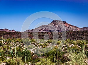 Beautiful View of Organ Pipe National Monument