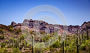 Beautiful View of Organ Pipe National Monument