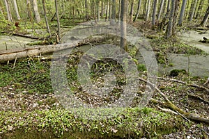 Beautiful view of the original Bialowieza Forest, Poland