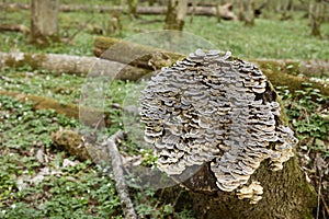 Beautiful view of the original Bialowieza Forest, Poland